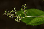 Canadian woodnettle